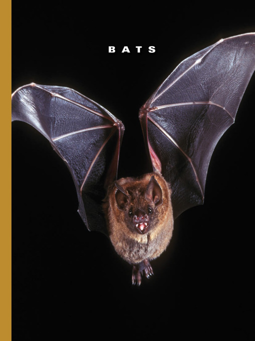Title details for Bats by Sophie Lockwood - Available